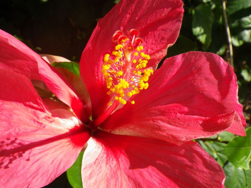 Hibiscus fleur1