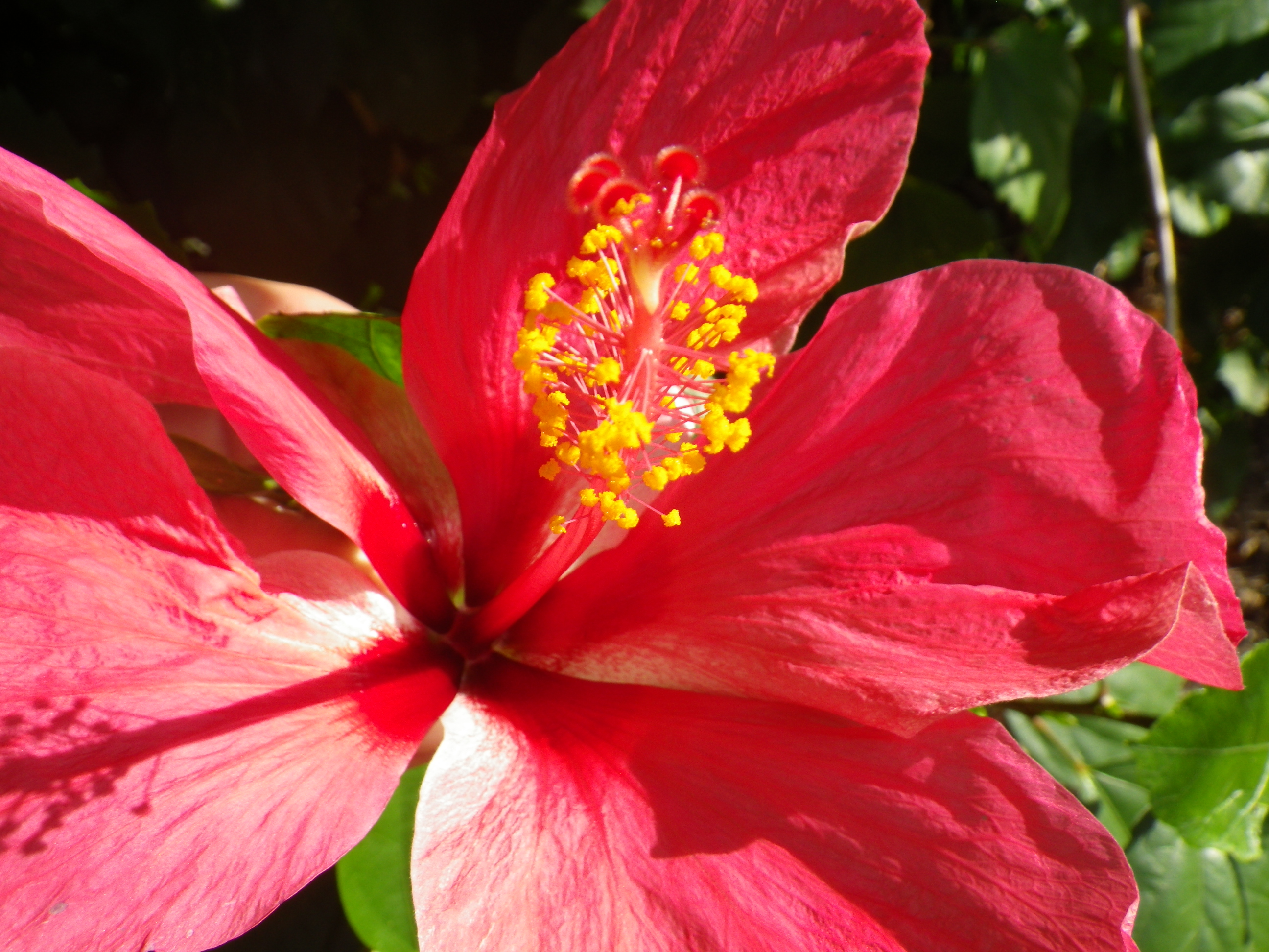 Fleurs d'hibiscus séché de Martinique 50 g
