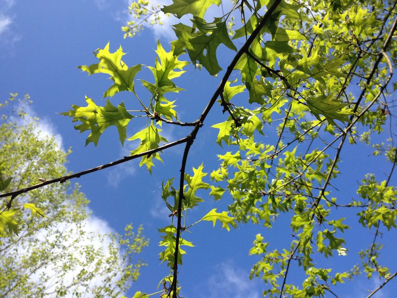 Photo 19-05-2015 10 24 33 Photo 19-05-2015 10 24 33