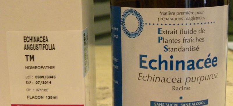 Echinacee3
