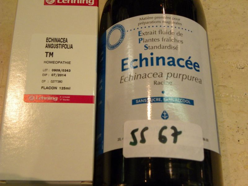 Echinacee1