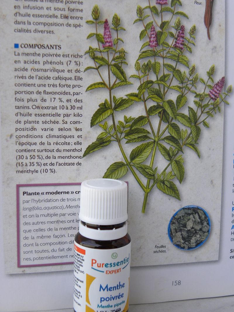 Menthe_poivr_e