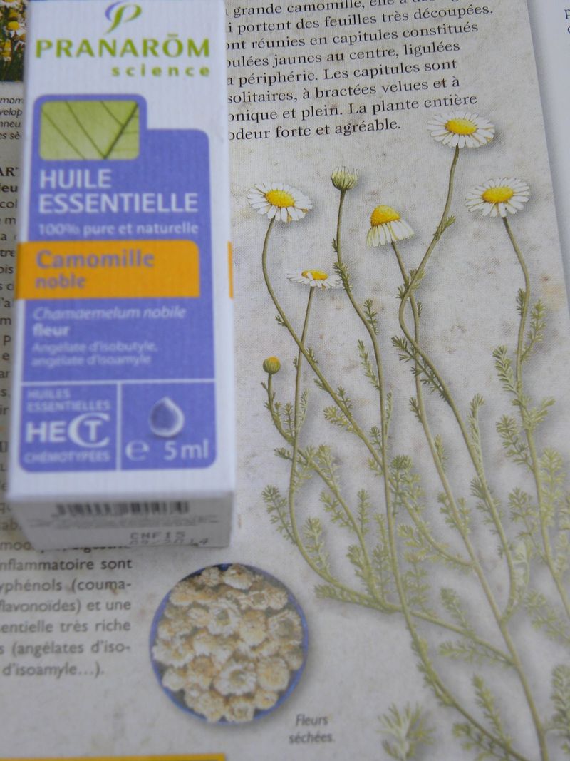 Camomille
