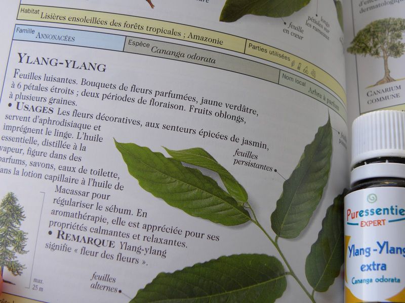 Ylang ylang livre