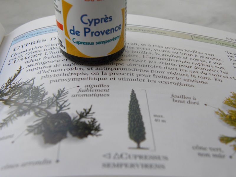 Cypr_s
