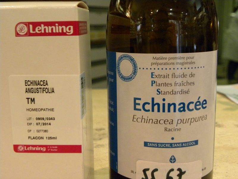 Echinacee2