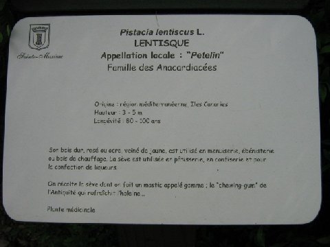 Lentisque
