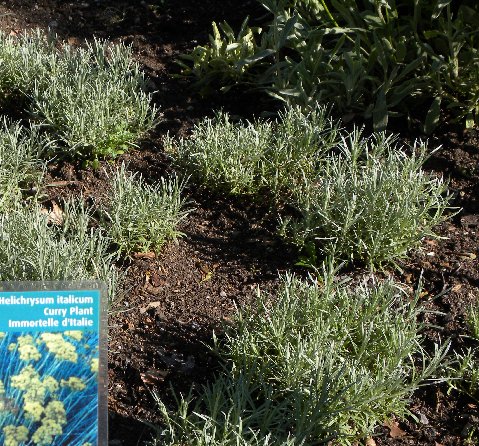 Hélichryse%20immortelle%20-%20Cut