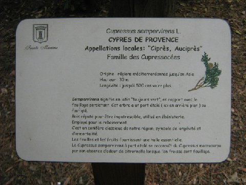 Cyprès%20de%20Provence