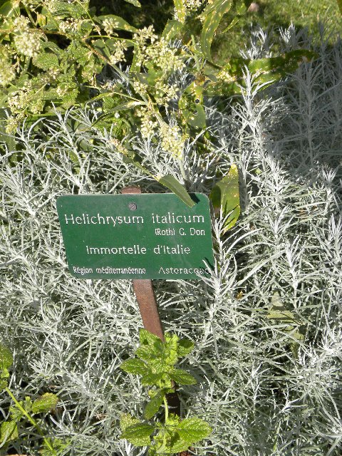 DSCN2497immortelle%20d'Italie%20hélichryse