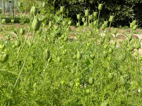 Cumin%20noir%20nigelle%20sativa