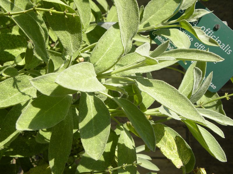DSCN2507 sauge officinale