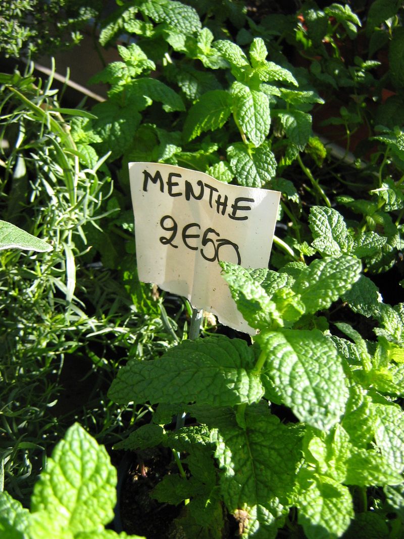 Menthe