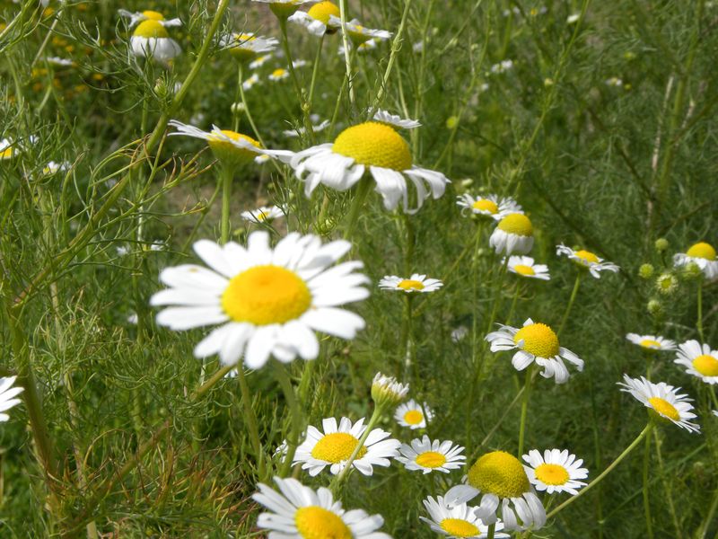 Matricaire camomille1