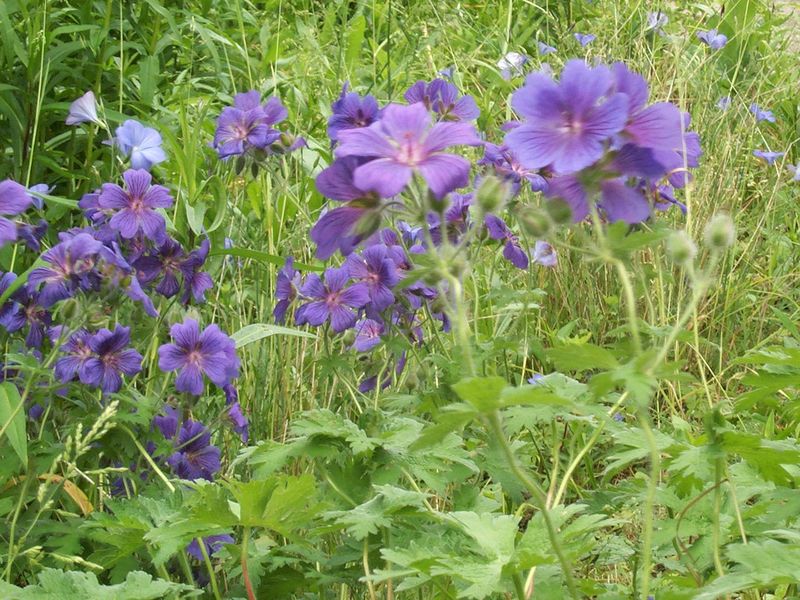 Géranium