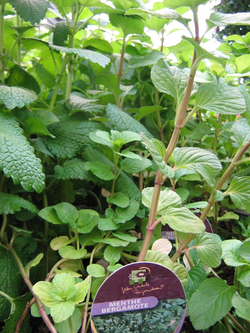 Menthe bergamote