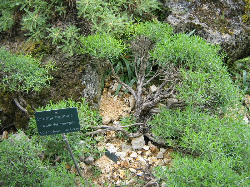 Sarriette des montagnes