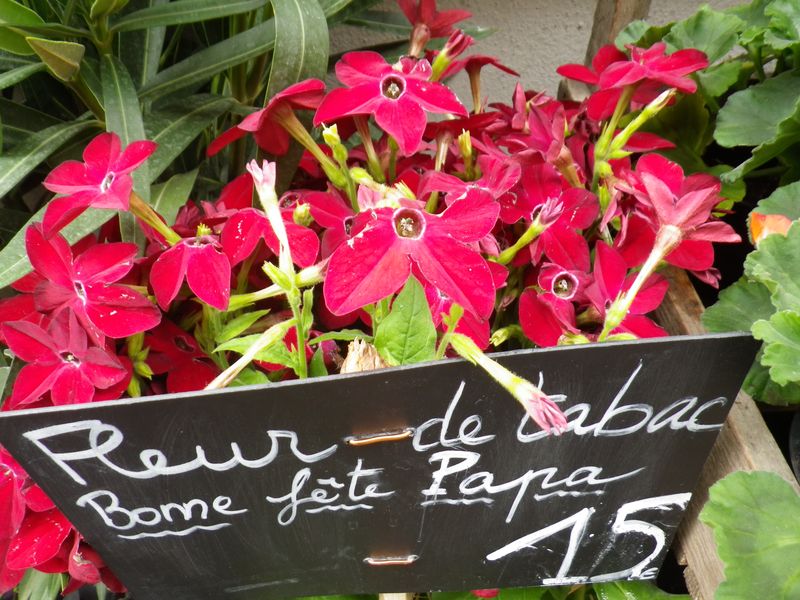 Fleur tabac
