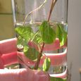 Menthe verte