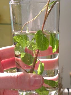 Menthe verte
