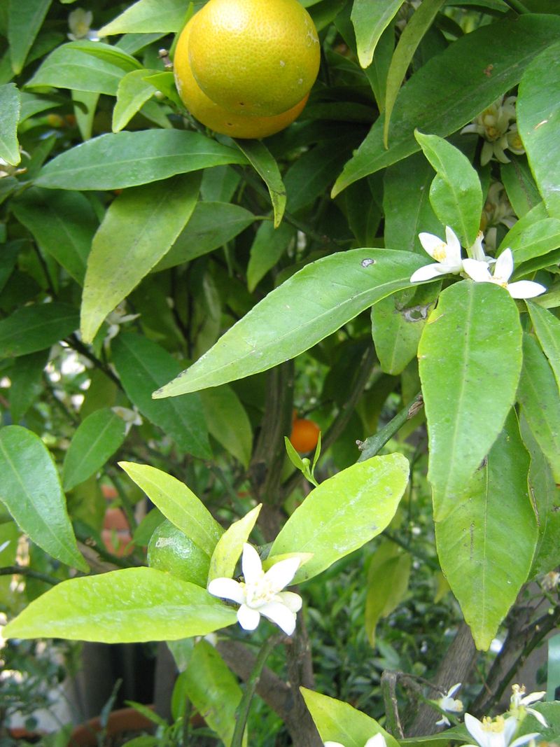 Agrumes fleurs