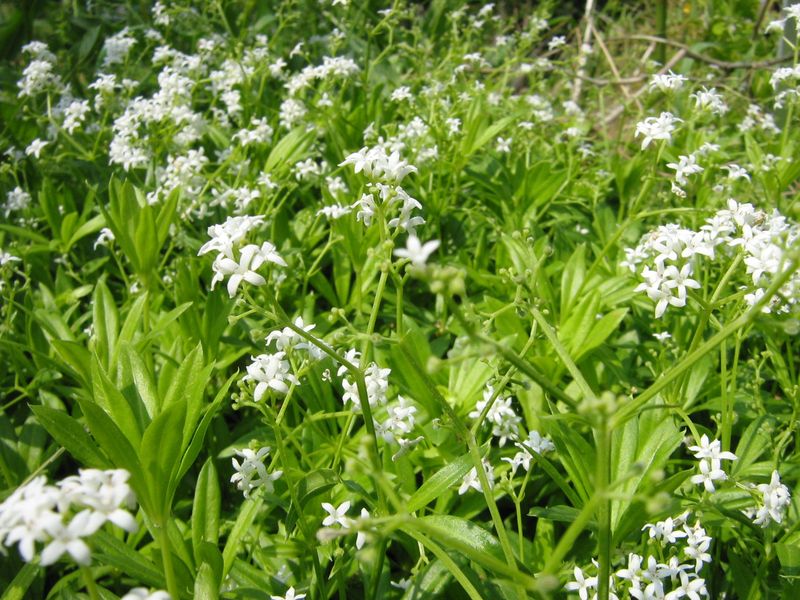 22 ammi visnaga khella