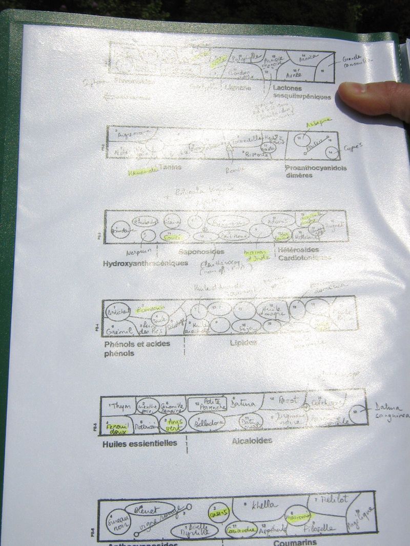 Classement plantes carré Lamarck