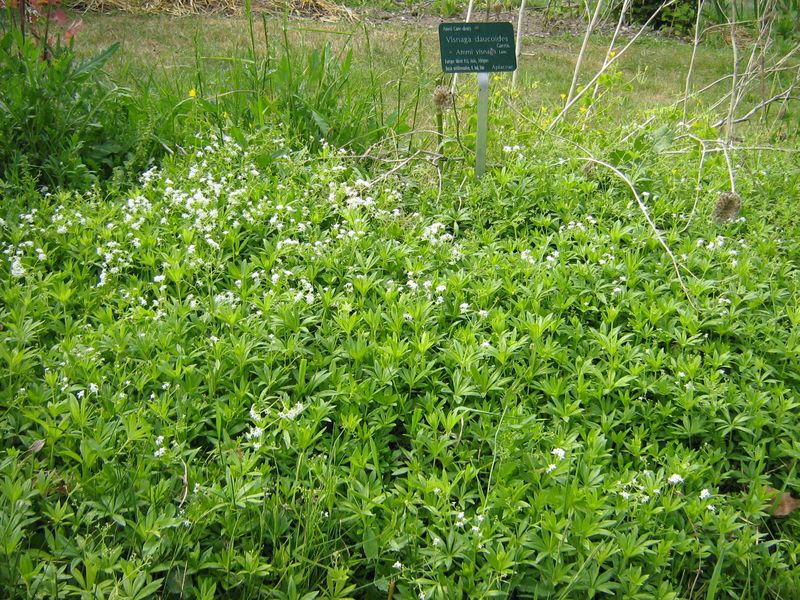 4 ammi visnaga