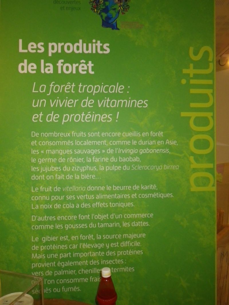 Forêt, vitamines protéines