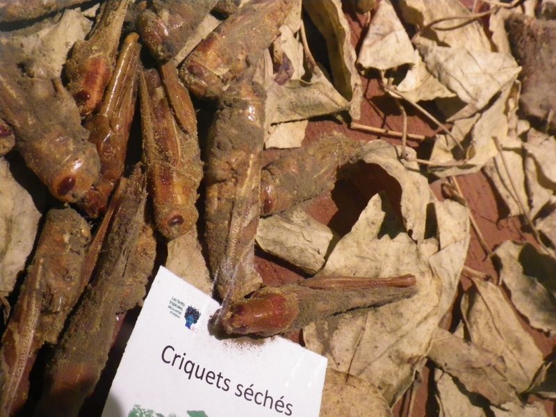 Criquets séchés