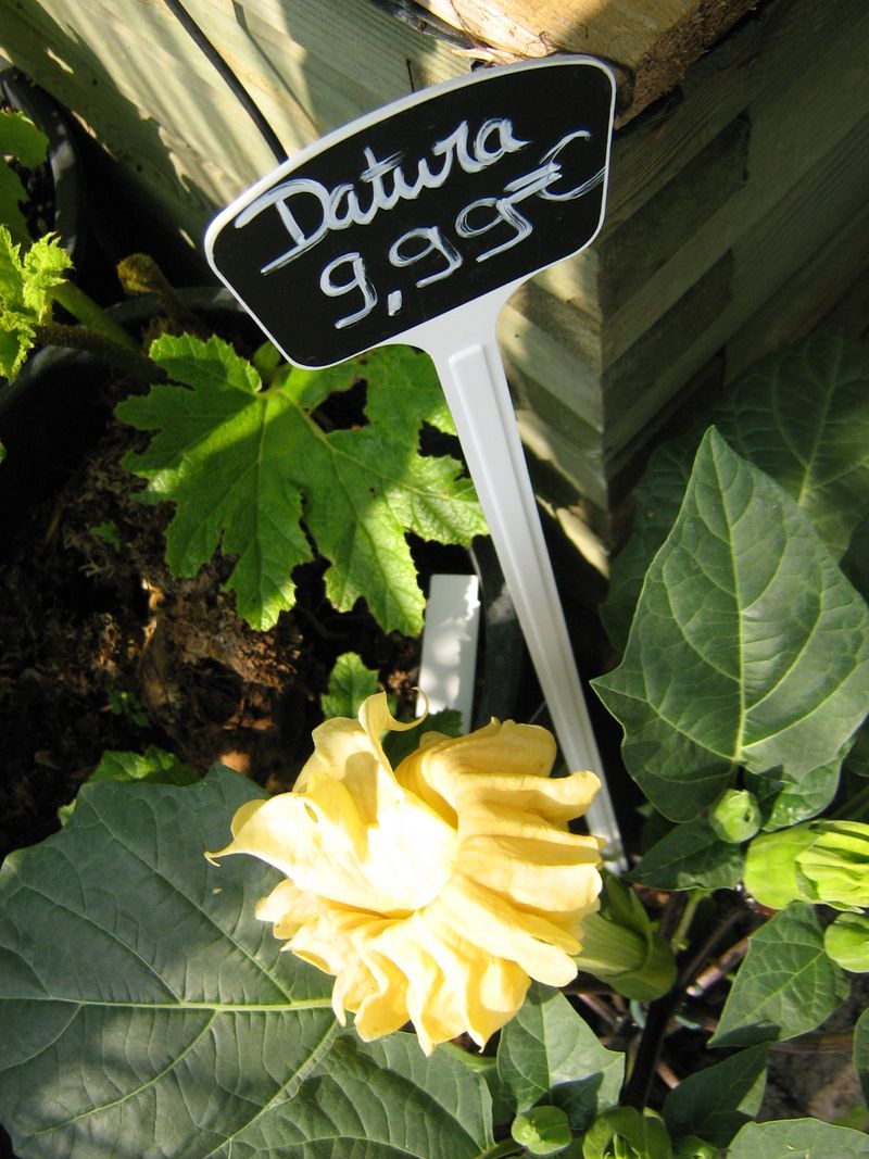 Datura