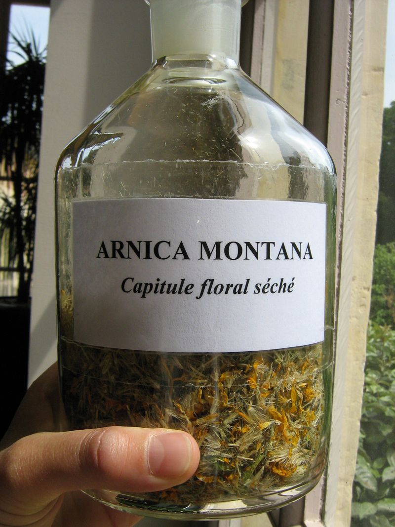 Arnica 1