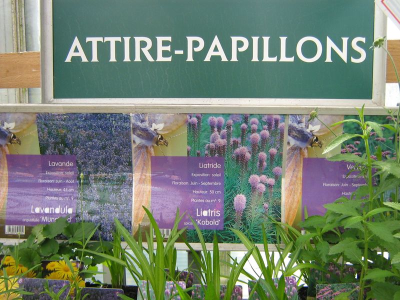 Attire papillons