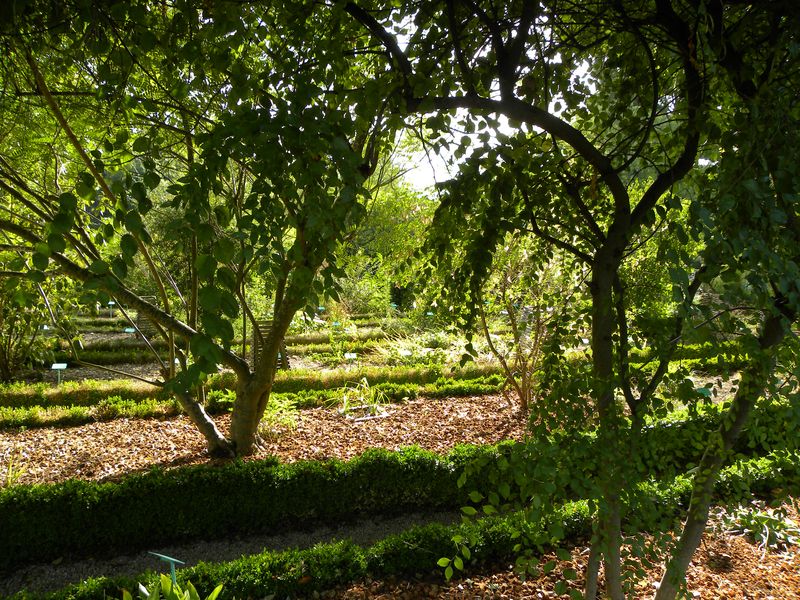 Ambiance jardin botanique1