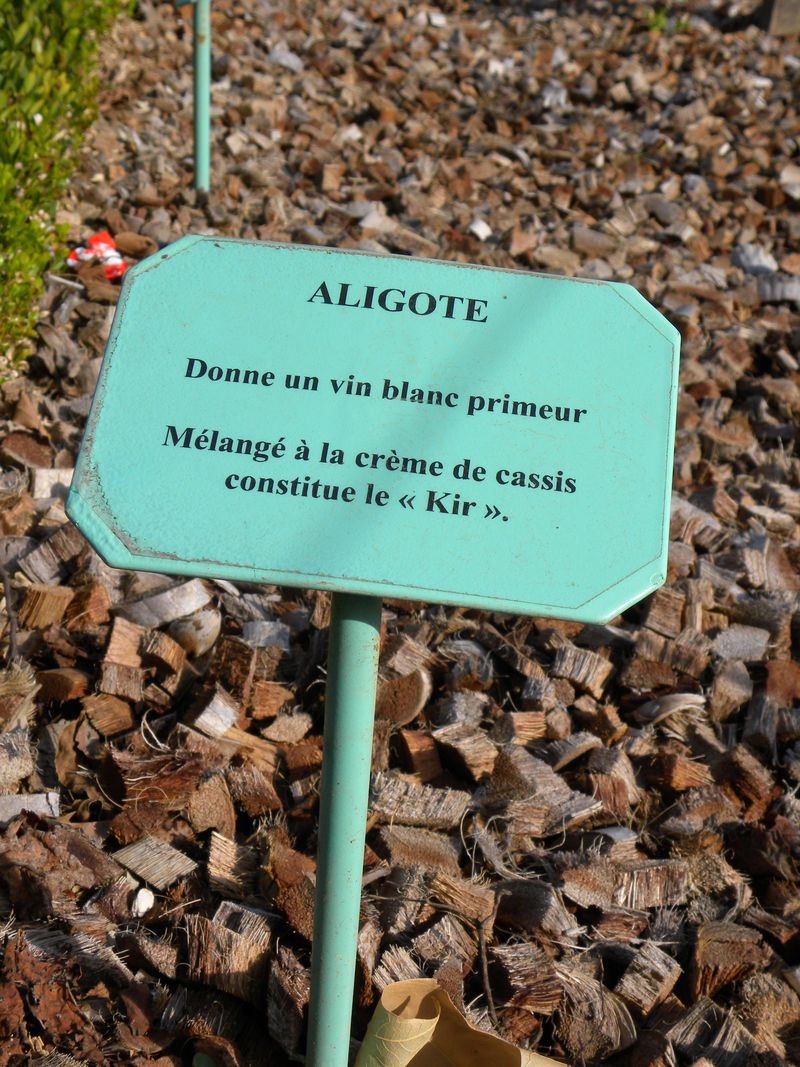 Cépage aligote
