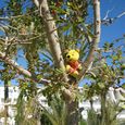 Pooh arbre