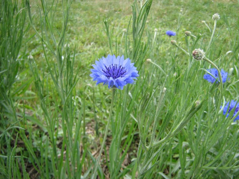 5 fleur bleuet