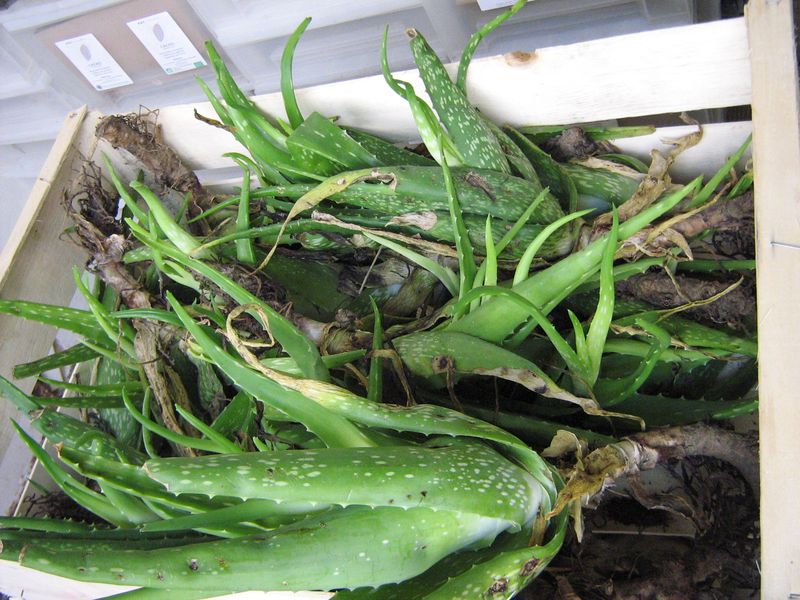 Aloe vera à planter ou pas (4)