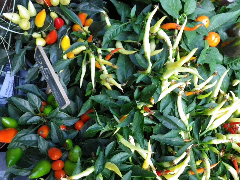 Piments2