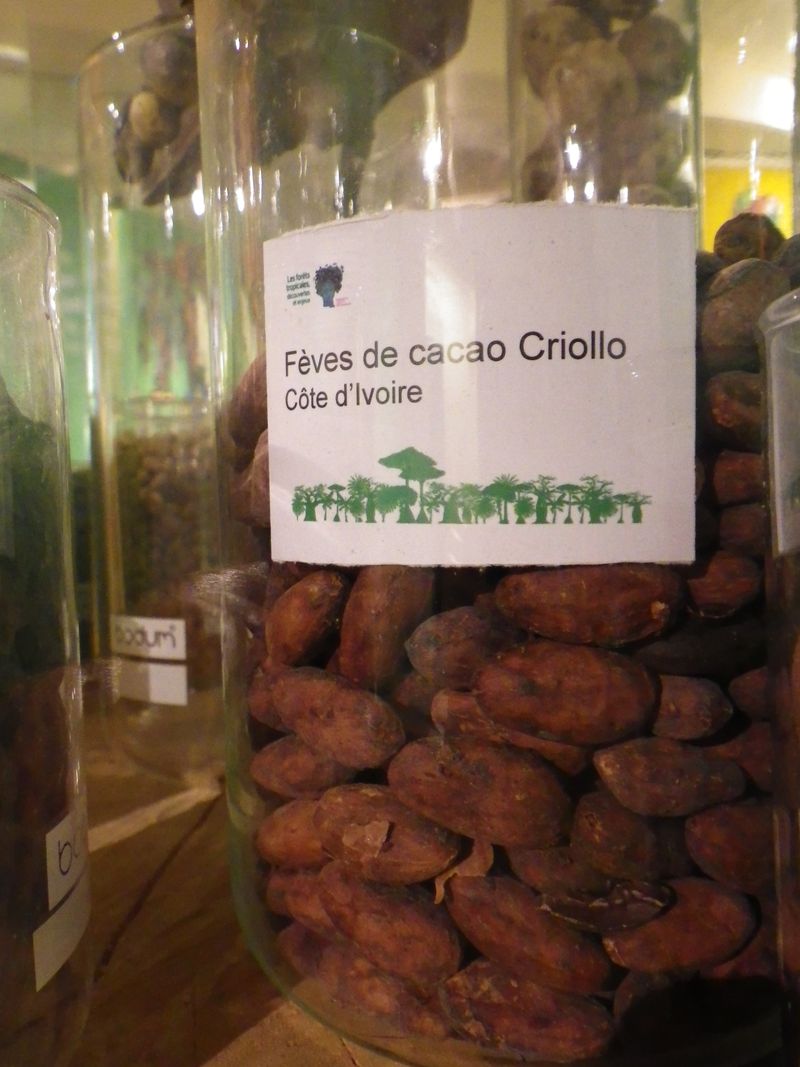 Fèves de cacao criollo
