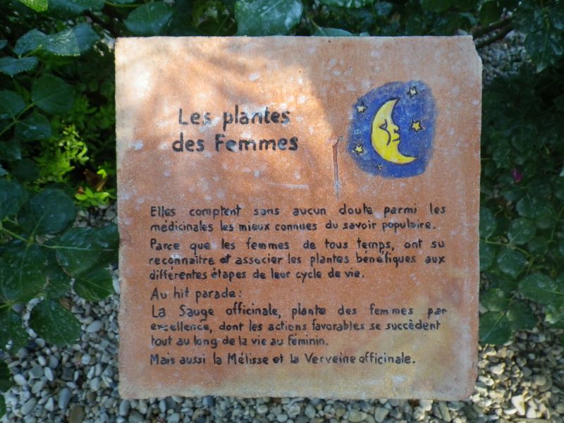 Plantes de femmes sauge mélisse verveine