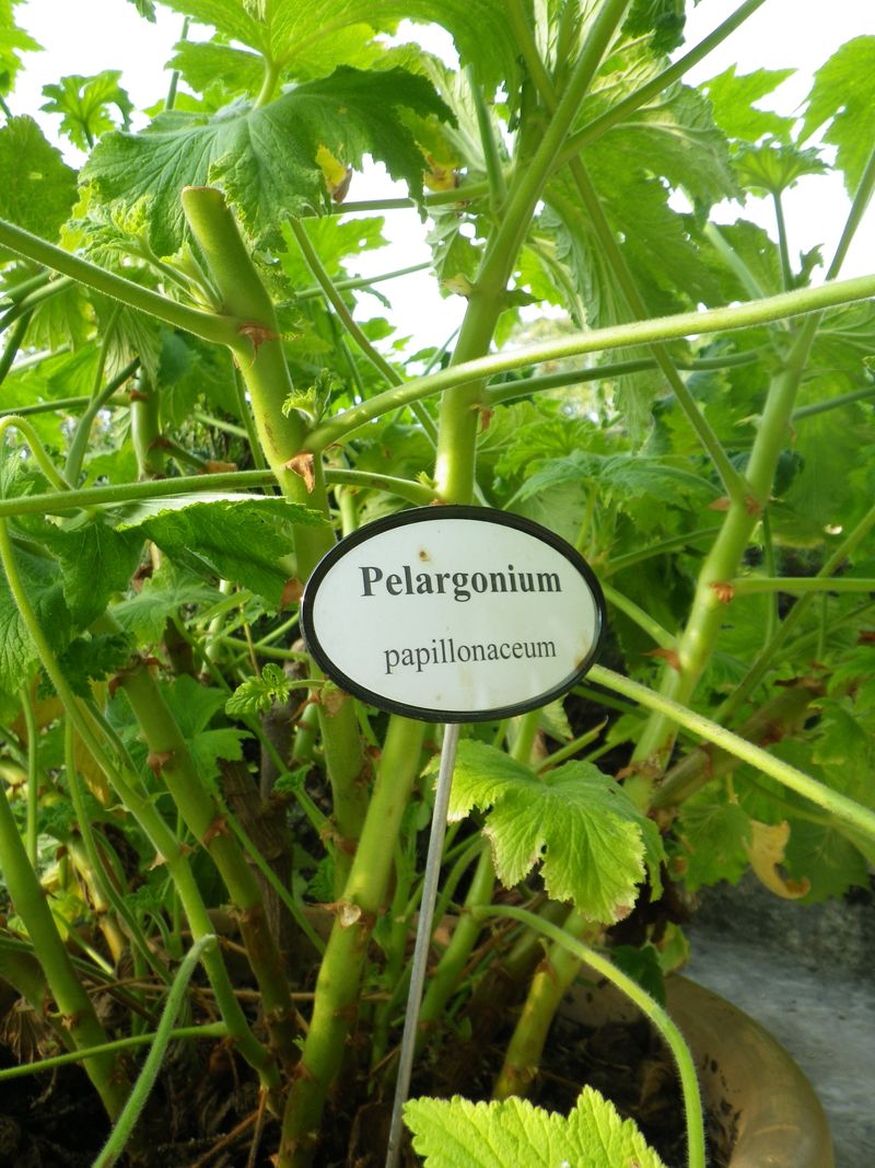 Géranium pelargonium