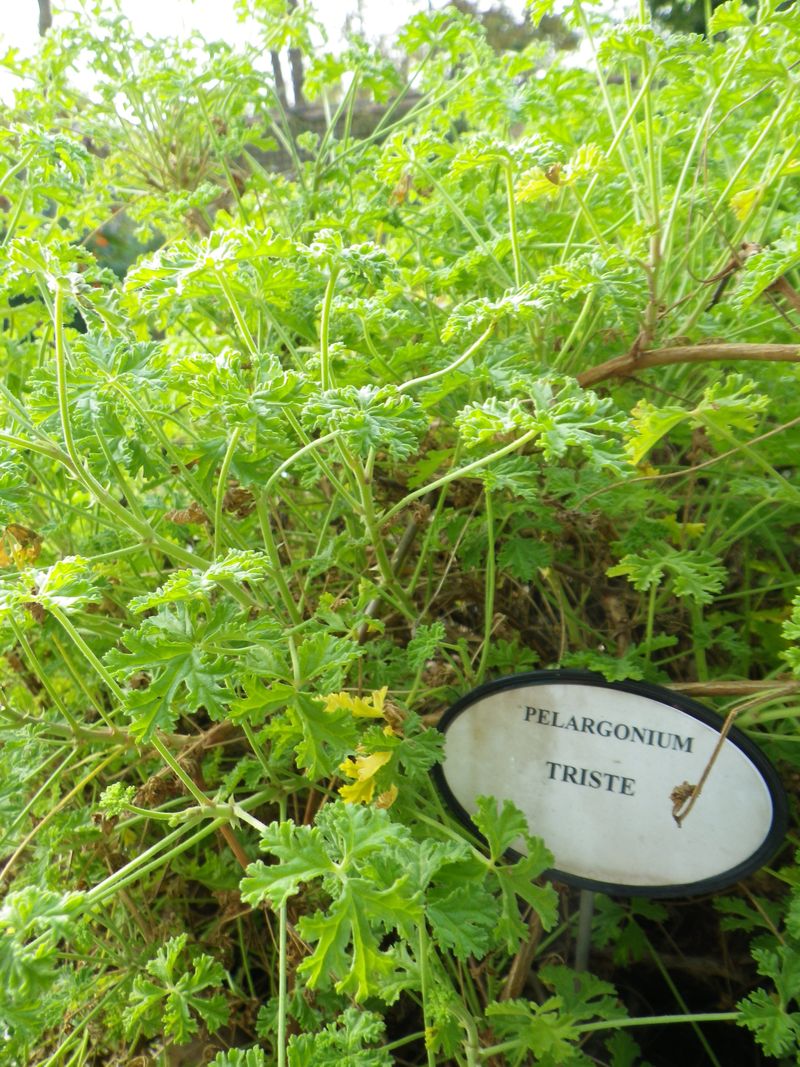 Géranium pelargonium2