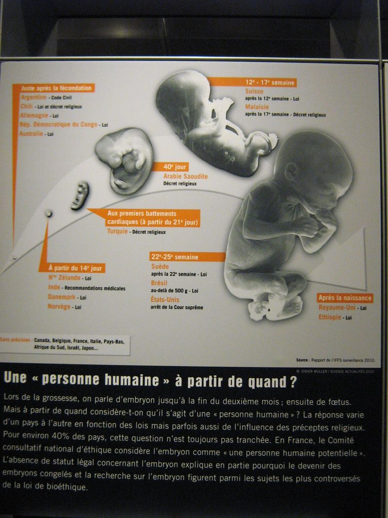 Embryon foetus