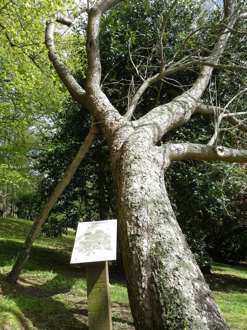 IMGP3771
