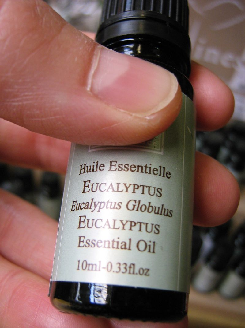 HE eucalyptus globulus