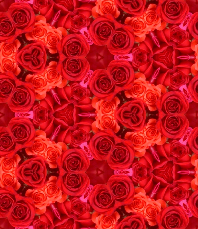 Roses rouges kaléi 3 Roses rouges kaléi 3