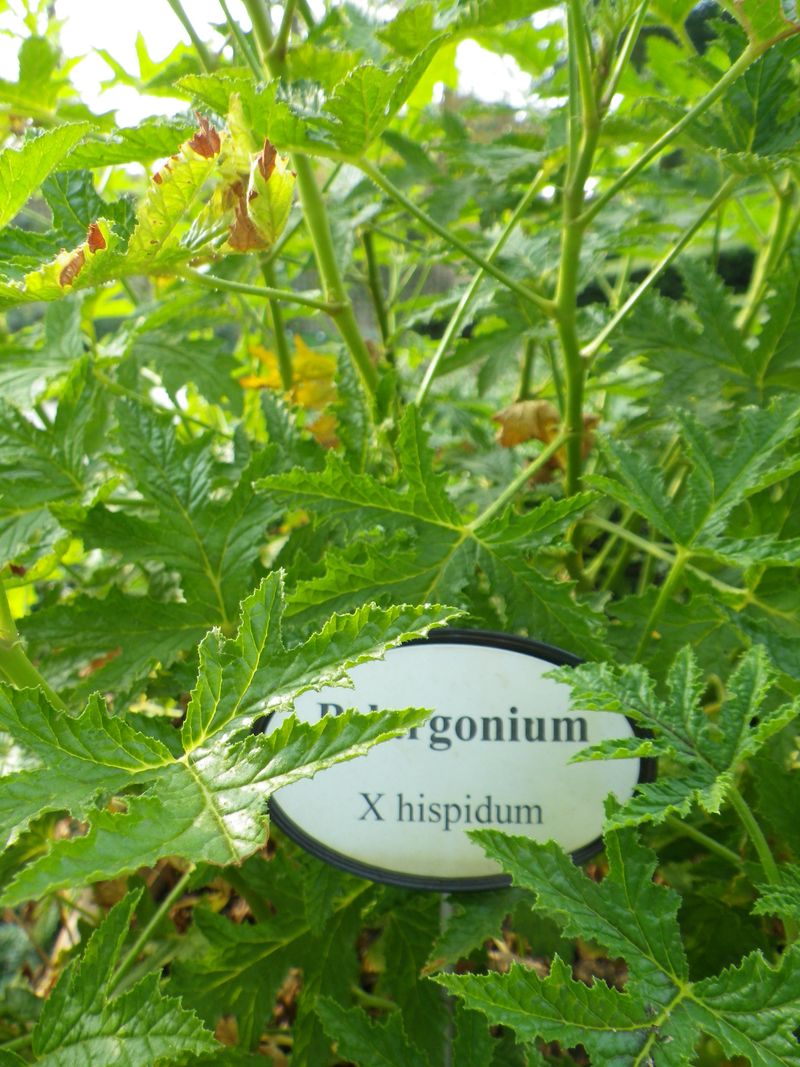 Géranium pelargonium1