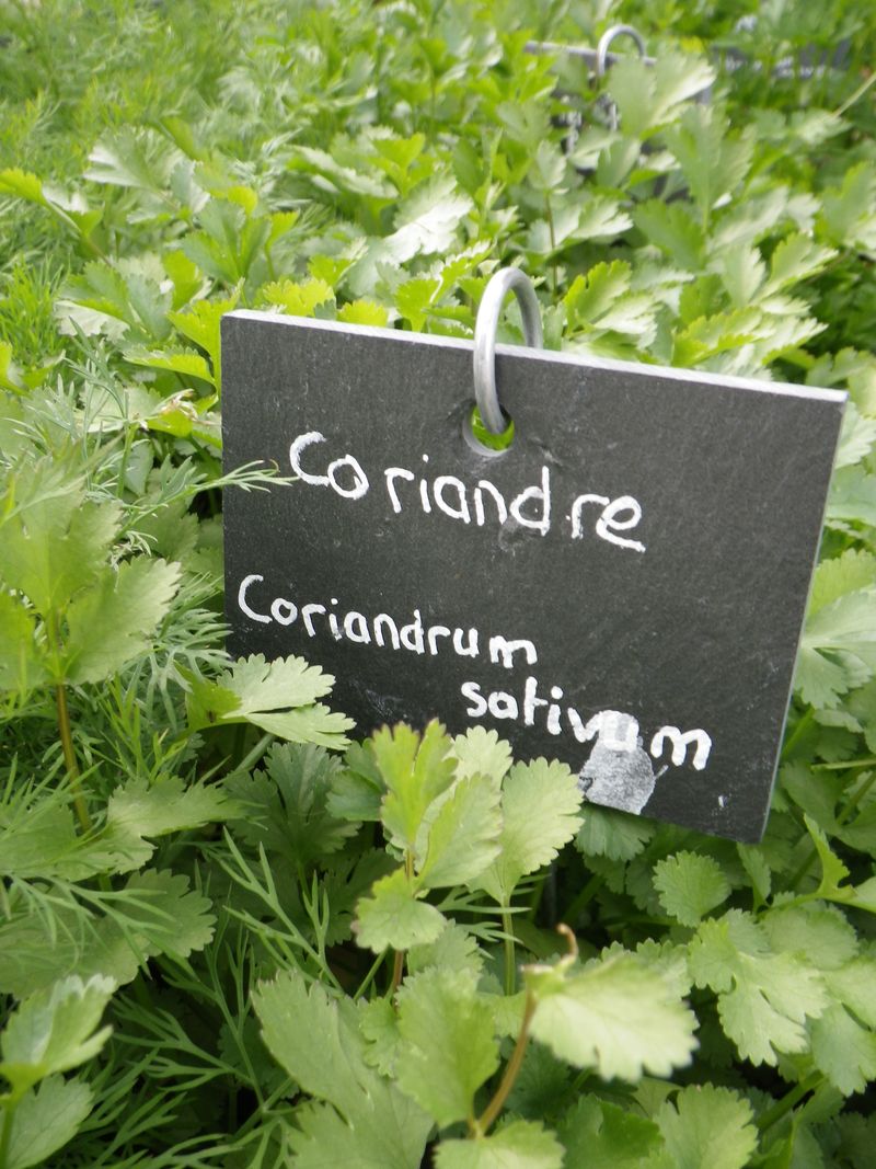 Coriandre