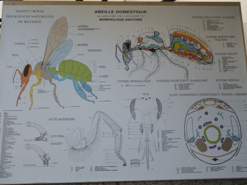 Abeille